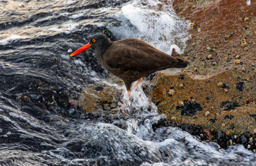 USA, California, Monterey. Black oystercatcher feeding on muscles just off of the Coast Guard Pier in Monterey Bay