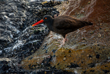 USA, California, Monterey. Black oystercatcher feeding on muscles just off of the Coast Guard Pier in Monterey Bay