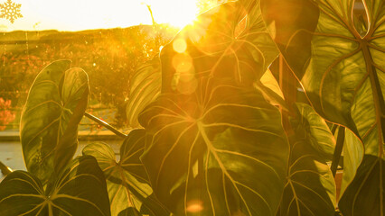 LENS FLARE, CLOSE UP: Large green leaf of Philodendron Gloriosum illuminated by golden sunlight. Intricate veins of the heart shaped leaf create a dynamic and detailed pattern as sunrays peek through. © helivideo