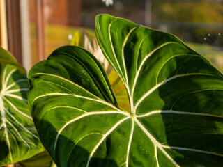 CLOSE UP: Green philodendron leaf with unique vein patterns, bathed in warm sunlight. Thriving...