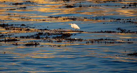 USA, California, Monterey. First light on calm waters and reflection of blue and gold just off of the Coast Guard Pier in Monterey Bay with great egret standing on kelp