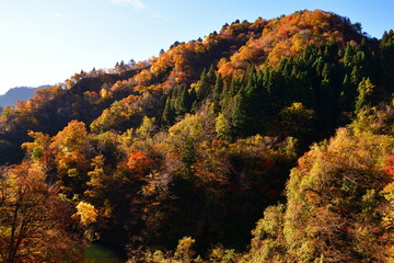 Fototapeta premium 奥胎内の紅葉（新潟県）