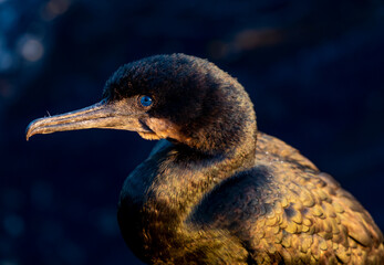 USA, California, Monterey Bay. First light on Pelagic Cormorant, just off of the Coast Guard Pier in Monterey Bay