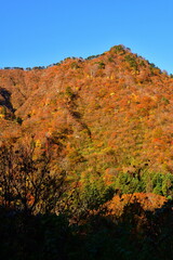 奥胎内の紅葉（新潟県）
