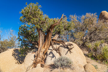 California, USA. Juniper tree in Joshua Tree National Park.