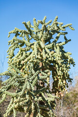 Indian Wells, California, USA. Large and thick green cactus.