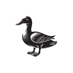 Duck on white background
