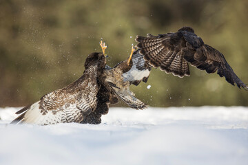 Myszołów zwyczajny, common buzzard, (Buteo buteo) © Michal Przystas
