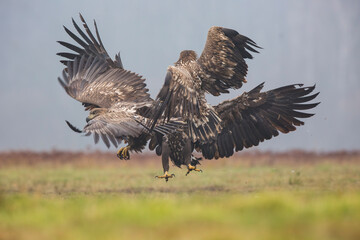Bielik, orzeł bielik, white-tailed eagle (Haliaeetus albicilla) © Michal Przystas