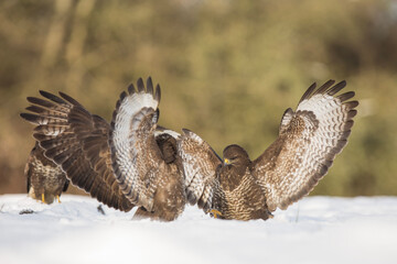Myszołów zwyczajny, common buzzard, (Buteo buteo) © Michal Przystas