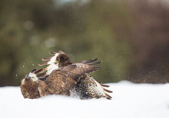 Myszołów zwyczajny, common buzzard, (Buteo buteo) © Michal Przystas
