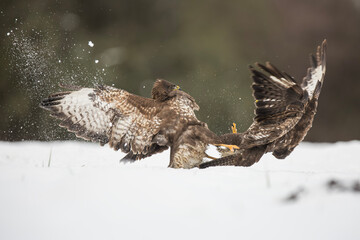 Myszołów zwyczajny, common buzzard, (Buteo buteo) © Michal Przystas
