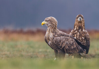 Bielik, orzeł bielik, white-tailed eagle (Haliaeetus albicilla) © Michal Przystas