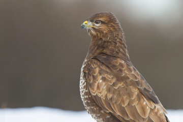 Myszołów zwyczajny, common buzzard, (Buteo buteo)