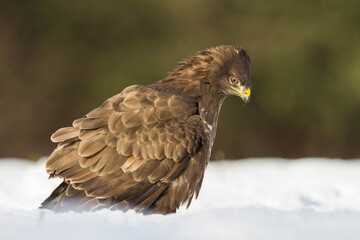 Myszołów zwyczajny, common buzzard, (Buteo buteo)