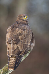Myszołów zwyczajny, common buzzard, (Buteo buteo)