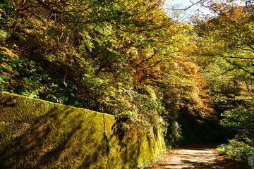 奥胎内の紅葉（新潟県）
