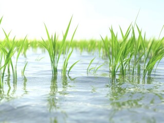 Rice plant in water. Featuring a rice plant growing in water. Highlighting wetland agriculture and natural habitat. Ideal for agricultural and nature visuals.