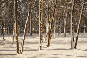 drzewa,park,zima  © Marcin Łazarczyk