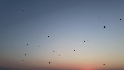 Swallow birds performing sky ballet against beautiful orange and blue sky during golden hour. Aerial