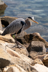 USA, California. Great Blue Heron (Ardea Herodias).