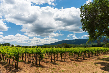Rows of grape vines in a field against a dramatic cloudy and blue sky with the hills of Sonoma County in the background.