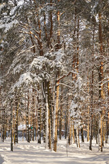 drzewa,park,zima  © Marcin Łazarczyk