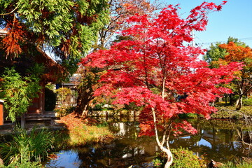 Naklejka premium 紅葉の乙宝寺（新潟県）