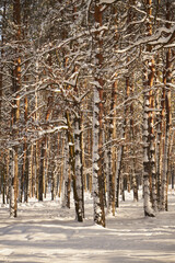 drzewa,park,zima  © Marcin Łazarczyk