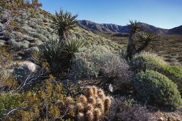 Mission Creek Preserve, Southern California