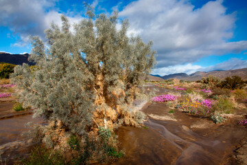 Obraz premium Anza Borrego Desert spring blooms, California