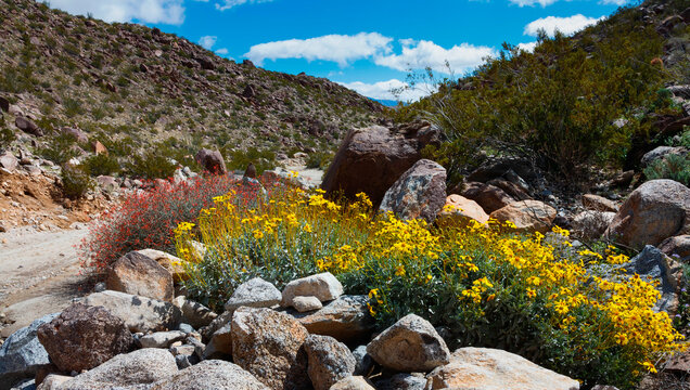 Anza Borrego Desert spring blooms, California