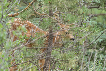 USA, Colorado, Pike National Forest. Mule deer fawn hidden by tree foliage.