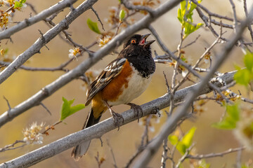 USA, Colorado, Fort Collins. Close-up of male spotted towhee bird in tree.