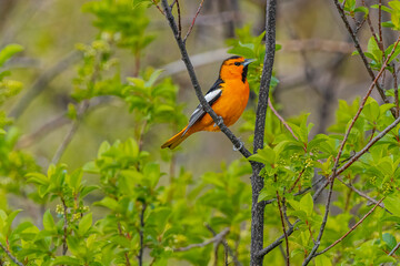 USA, Colorado, Fort Collins. Male Bullock's oriole bird close-up.