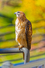 USA, Colorado, Fort Collins. Close-up of red-tailed hawk on pipe.