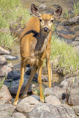 USA, Colorado, Cameron Pass. Female mule deer close-up.