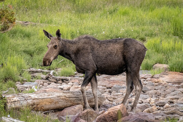 USA, Colorado, Cameron Pass. Female moose close-up.