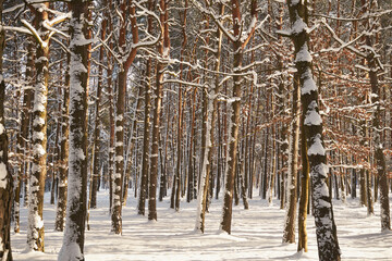 drzewa,park,zima  © Marcin Łazarczyk