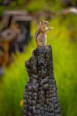 USA, Colorado, Cameron Pass. Golden-mantled ground squirrel eating on burned stump.