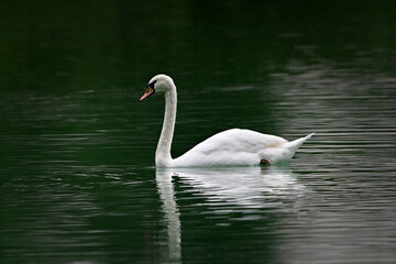 One swan swimming in lake