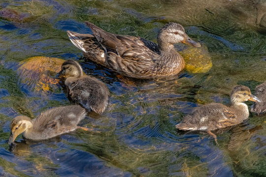 USA, Colorado, Fort Collins. Mallard duck and ducklings in stream.