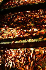 紅葉の乙宝寺（新潟県）