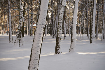 drzewa,park,zima  © Marcin Łazarczyk