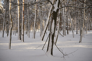 drzewa,park,zima  © Marcin Łazarczyk