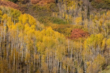Fototapeta premium USA, Colorado, Uncompahgre National Forest. Aspens on mountainside in autumn.