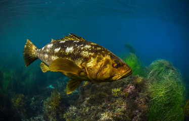 Calico bass swimming
