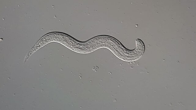 Nematode Parasite in dog stool sample under microscope 