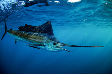 Sailfish swimming in ocean