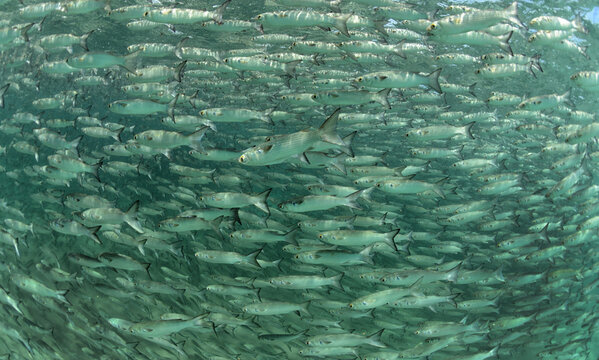 Mullet swimming in ocean